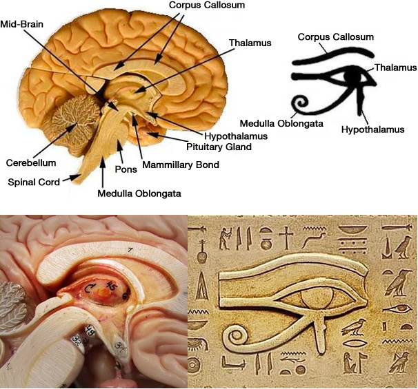 pineal gland eye of horus